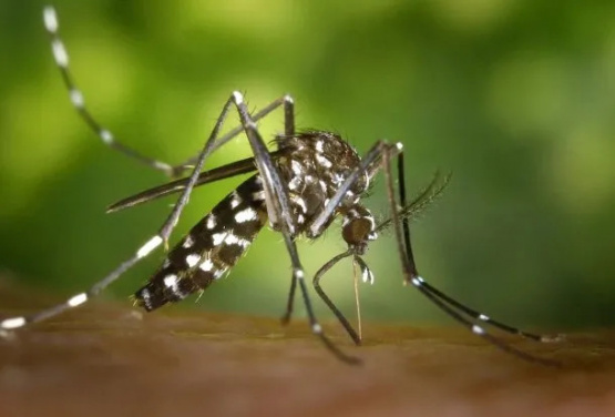 Santiago del Estero superó los 6.000 casos confirmados con dengue